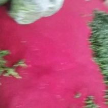 螺丝椒，陇椒辣椒，产地大量上市，提供一条龙服务