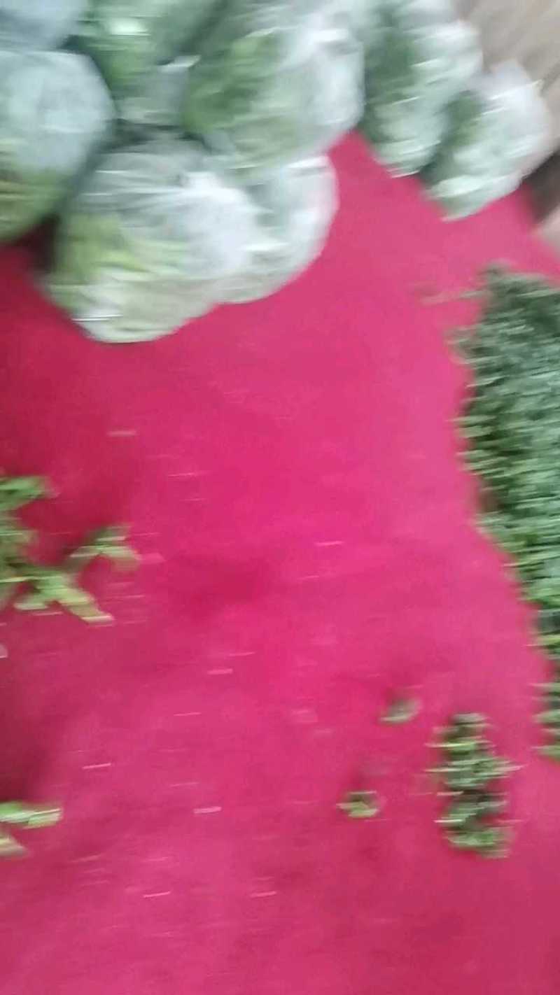 螺丝椒，陇椒辣椒，产地大量上市，提供一条龙服务