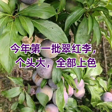 半边红青红脆李映红李可对接各大电商平台社区团购批发市场
