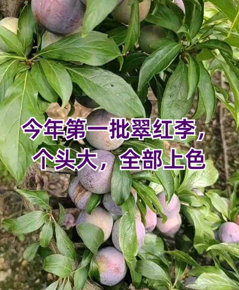 半边红青红脆李映红李可对接各大电商平台社区团购批发市场