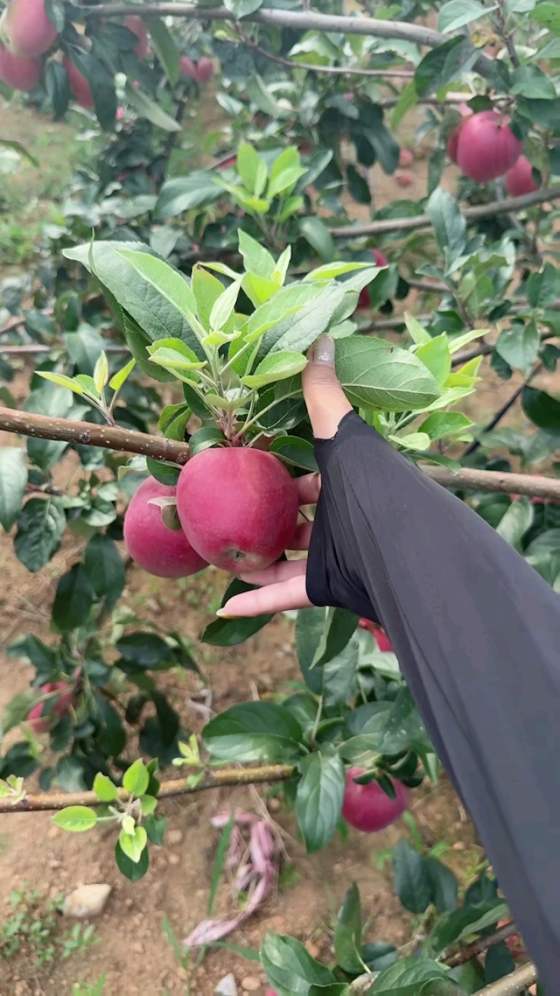 鲁丽苹果脆甜多汁色泽鲜艳硬度高产地直销现摘现发