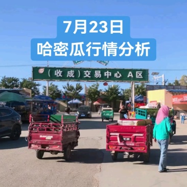 甘肃产区金色年华，皮薄肉厚，15个糖，支持一件代发