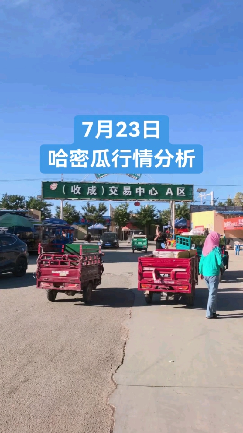 甘肃产区金色年华，皮薄肉厚，15个糖，支持一件代发