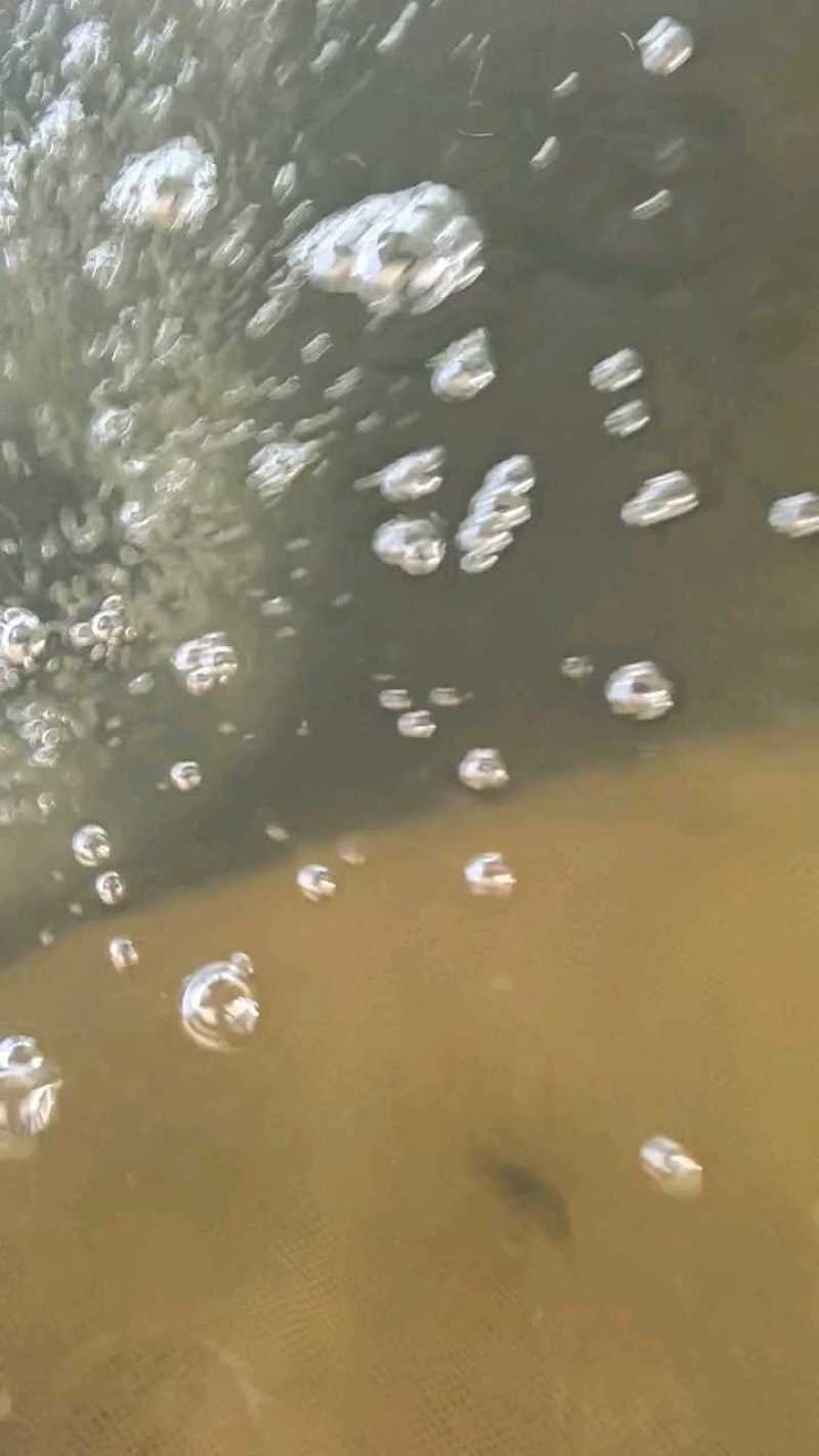 优质桂花鱼苗鳜鱼苗桂鱼苗生长快成活率高规格齐全