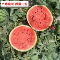 内蒙通辽沙地西瓜地雷瓜供应全国诚信经验保质保量