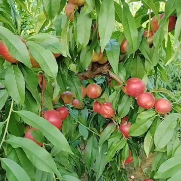精选《珍珠枣油桃》陕西基地直发对接商超保质保量对接全国