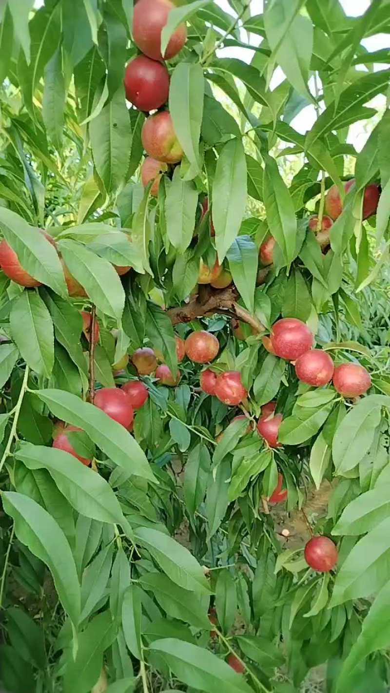 精选《珍珠枣油桃》陕西基地直发对接商超保质保量对接全国