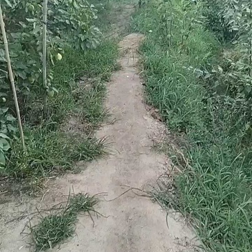 山东现货早酥梨生产基地皮薄多汁香酥梨现货大量供应