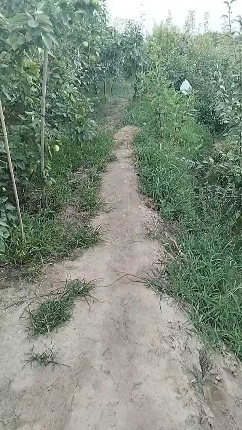 山东现货早酥梨生产基地皮薄多汁香酥梨现货大量供应