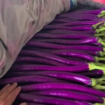 【热卖中】兰陵线茄紫皮线茄大量上市保质保量价格优惠