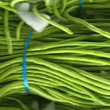 【热销】开封精品长豆角大量上市新鲜采摘欢迎采购