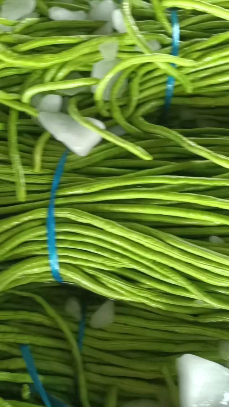 【热销】开封精品长豆角大量上市新鲜采摘欢迎采购