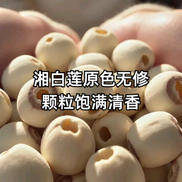 白莲子，机器去芯，磨皮白莲，无杂莲，死莲，香糯可口