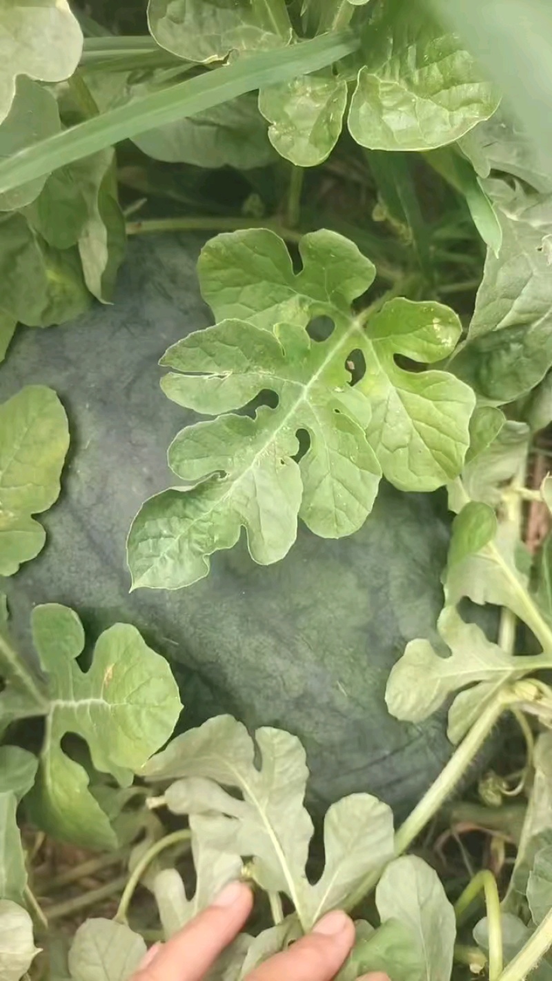 山东金乡兴隆蒜茬新拳王麦茬新拳王大量有货