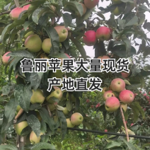 山东蒙阴鲁丽苹果，支持一件代发，对接各大电商平台，团购