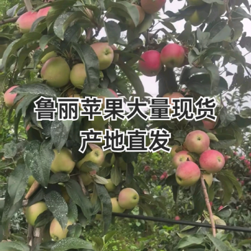 山东蒙阴鲁丽苹果，支持一件代发，对接各大电商平台，团购