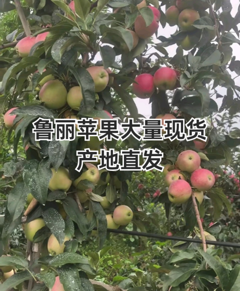 山东蒙阴鲁丽苹果，支持一件代发，对接各大电商平台，团购