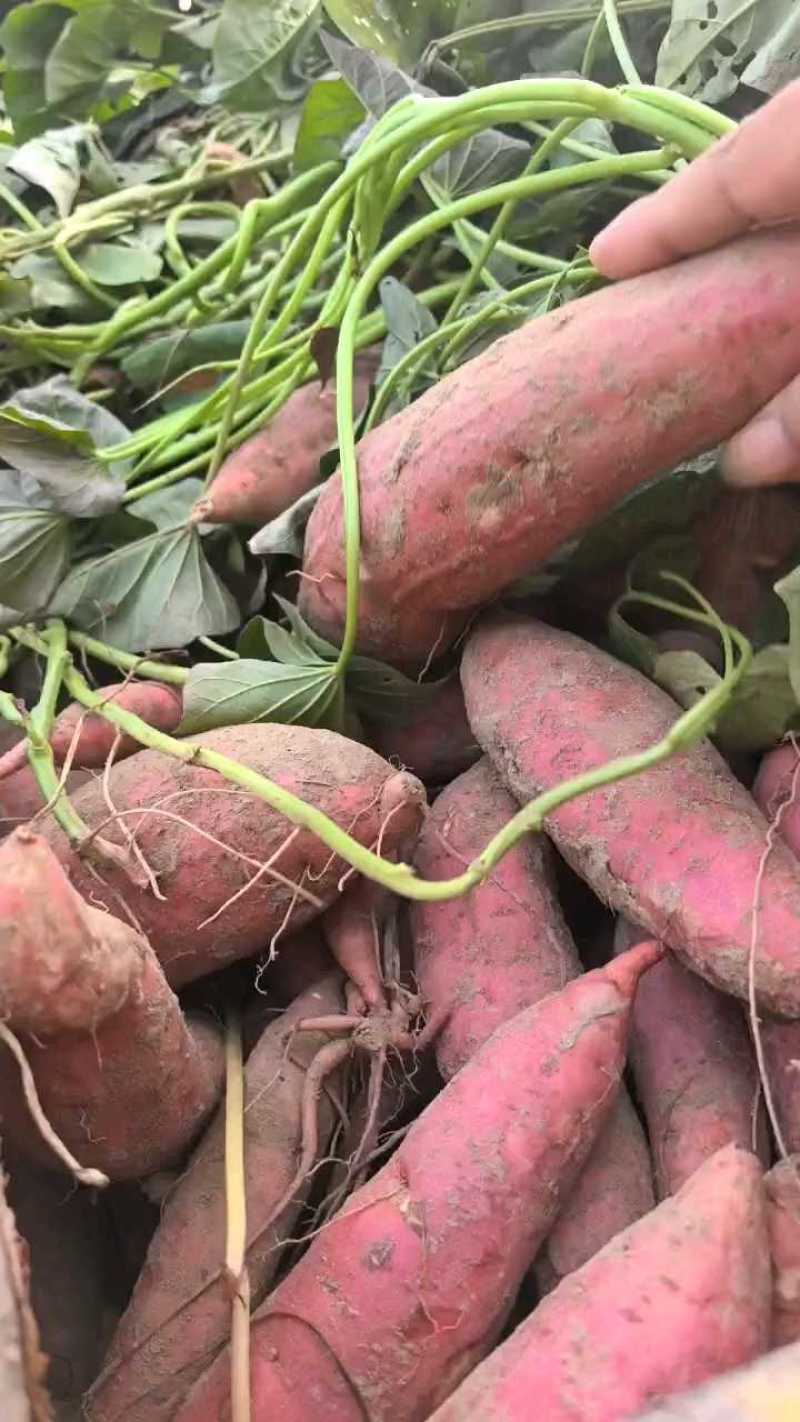 河南西瓜红龙薯红薯沙地蜜薯供应各大超市电商平台现货先发