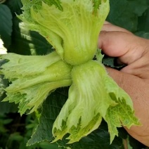 辽宁海城的青皮达维大榛子，个头大，皮毛干净，没虫，瓤子满