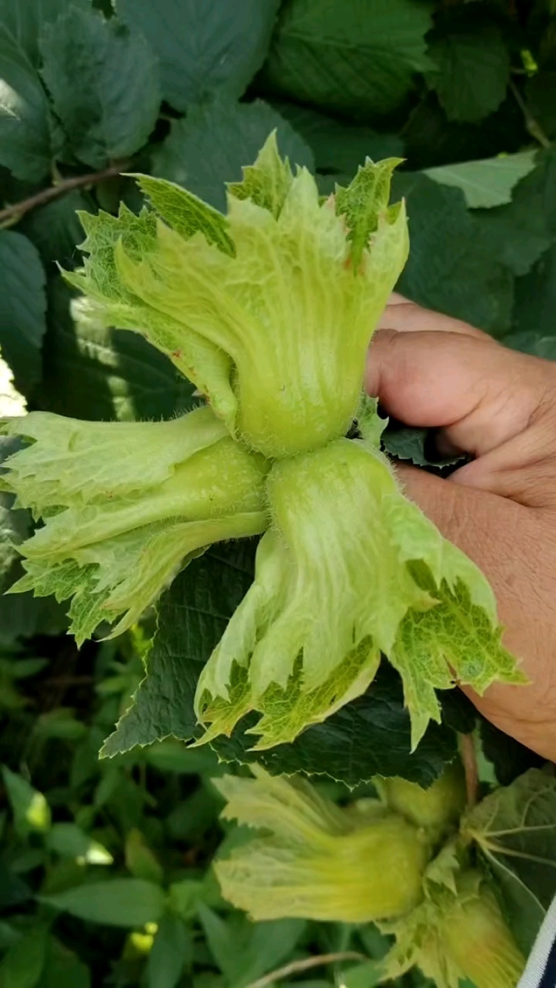 辽宁海城的青皮达维大榛子，个头大，皮毛干净，没虫，瓤子满