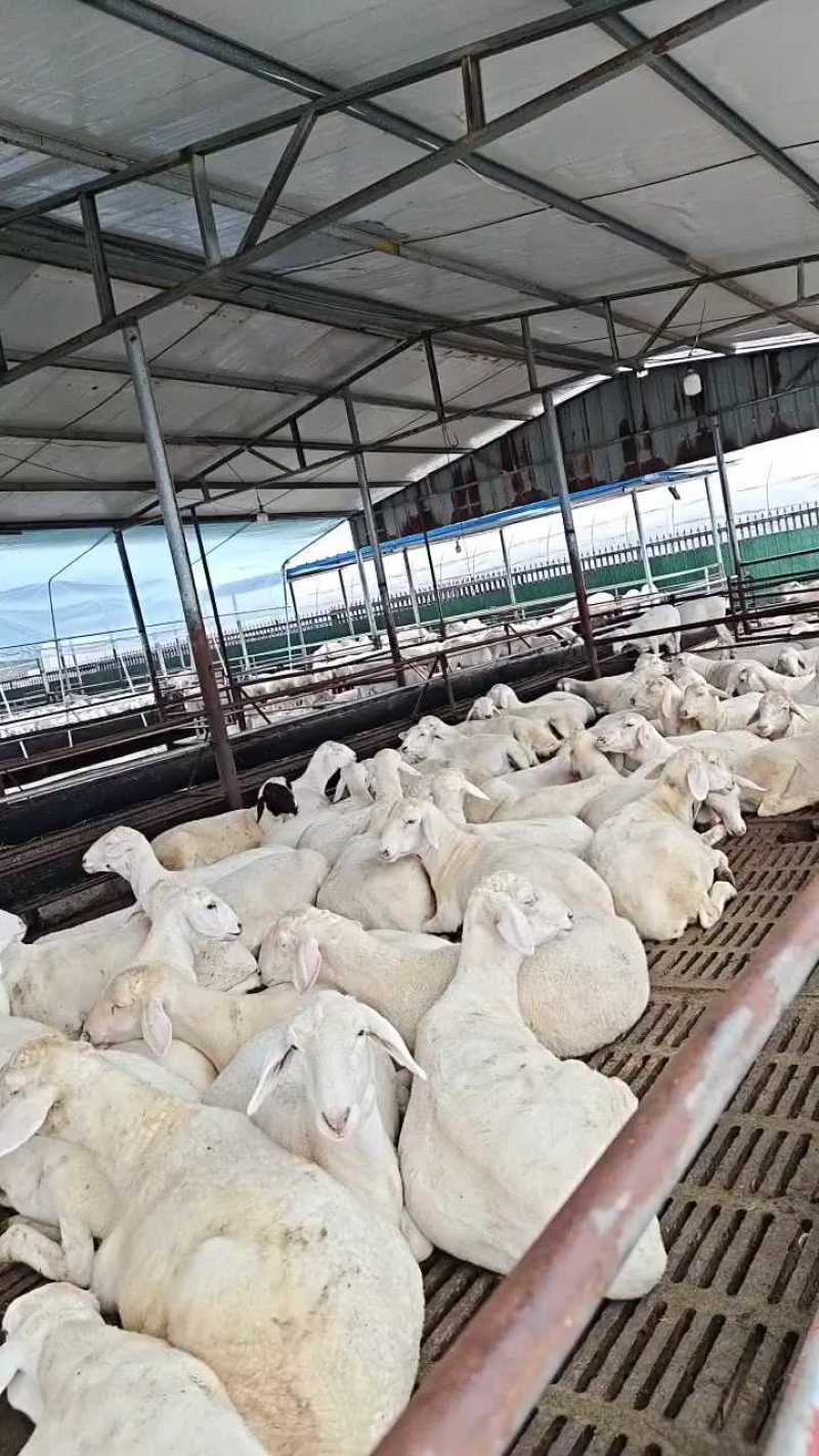 澳洲白头胎怀孕大母羊对接养殖户适应环境能力好品种纯正