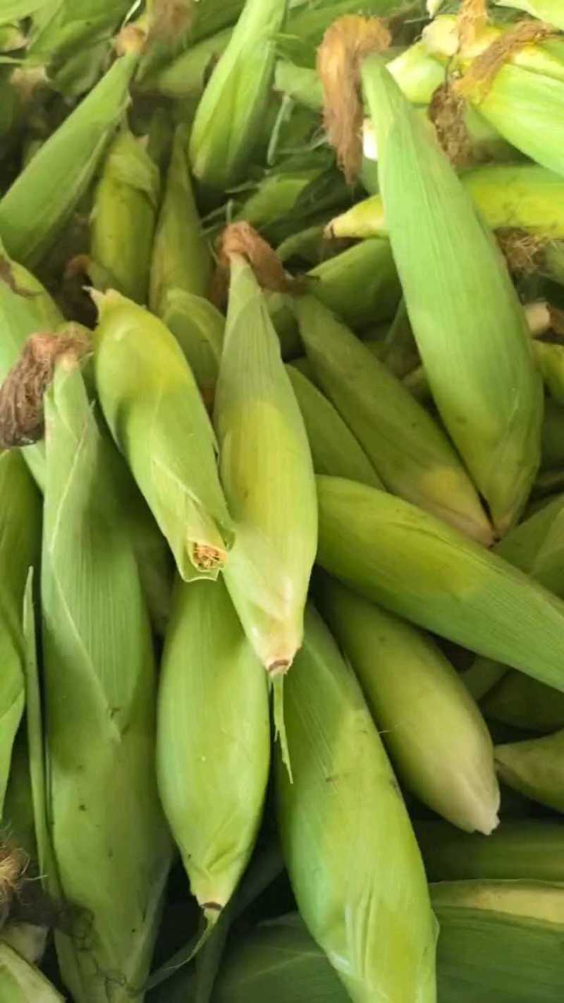 急售新鲜糯玉米大量上市了！