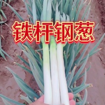 铁杆.长白大葱产地直供杆子硬价格美丽并有专业团队为你服务