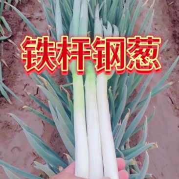 铁杆.长白大葱产地直供杆子硬价格美丽并有专业团队为你服务