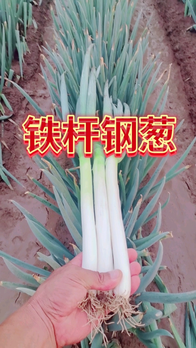 铁杆.长白大葱产地直供杆子硬价格美丽并有专业团队为你服务
