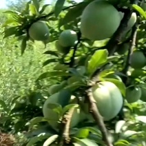 奈李湖南一手货源品种齐全现摘现发诚信经营可视频看货