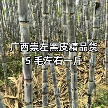 精品黑皮甘蔗品质保证，糖分足甜提供免费回头车！
