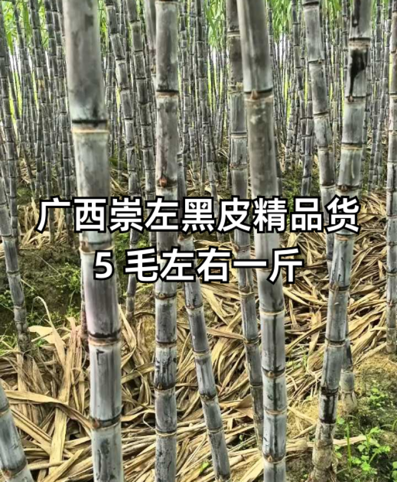 精品黑皮甘蔗品质保证，糖分足甜提供免费回头车！
