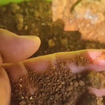 厂家直销动物蛋白牛脑羊脑蛋白53个，脂肪15个赖氨酸高！