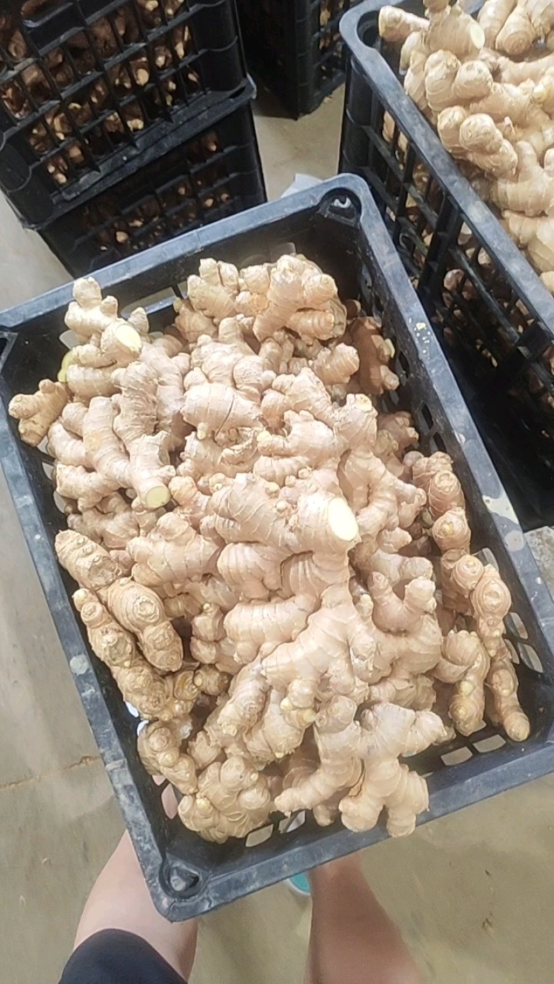 山东优质大小黄姜产区货源充足，适合各大市场，电商平台，