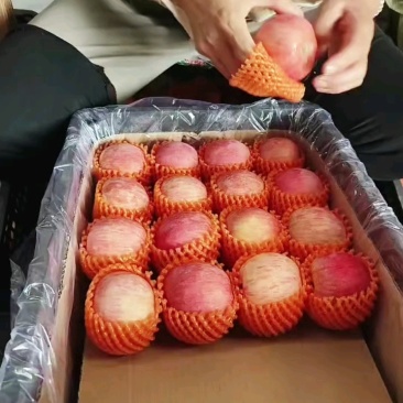 【推荐】精品红富士苹果口感脆甜果面干净山东产地供应