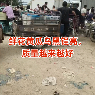 山东莘县。精品黄瓜大量上市，货源充足，代收，代发全国