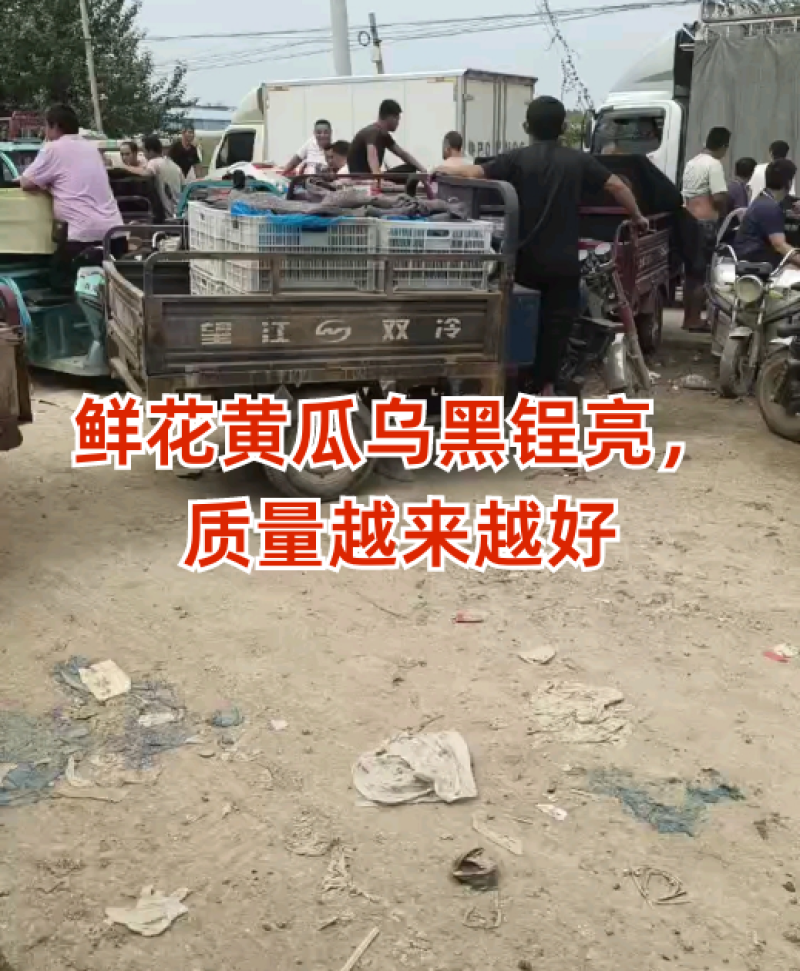 山东莘县。精品黄瓜大量上市，货源充足，代收，代发全国