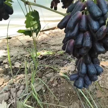 【实力优选】陕西大荔县蓝宝石大量上市，可供应电商市场商超