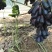 【实力优选】陕西大荔县蓝宝石大量上市，可供应电商市场商超