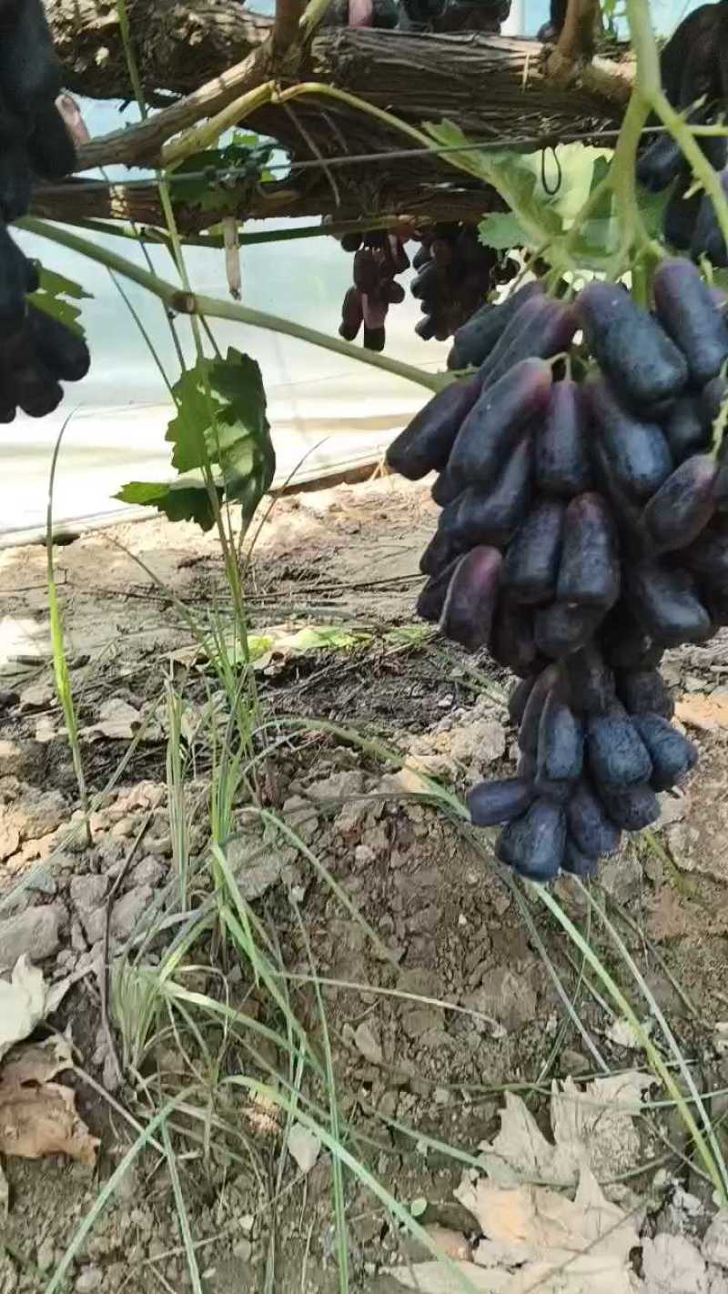 【实力优选】陕西大荔县蓝宝石大量上市，可供应电商市场商超