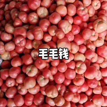 山东莘县硬粉沙瓤西红柿品质保证服务周到产地直发