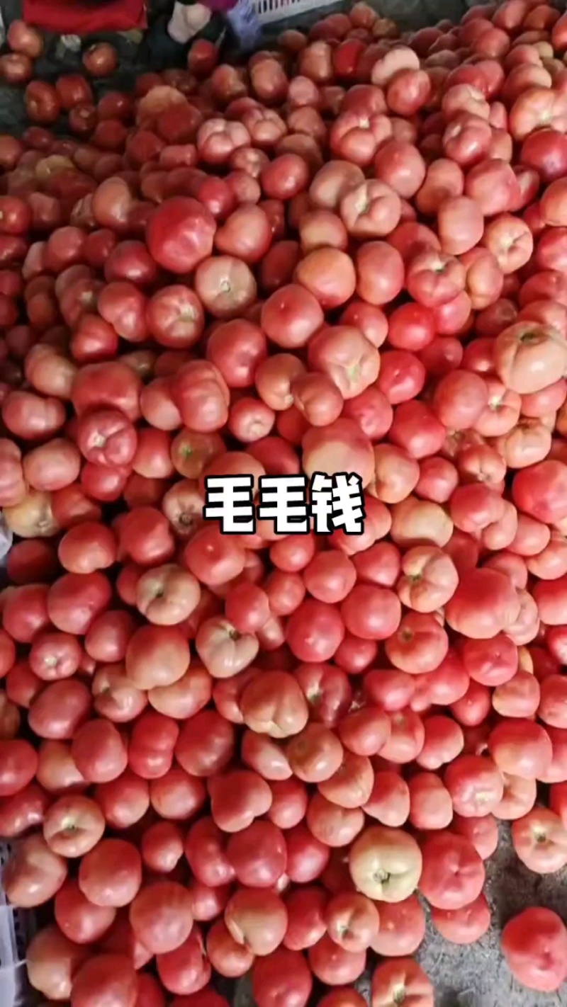 山东莘县硬粉沙瓤西红柿品质保证服务周到产地直发