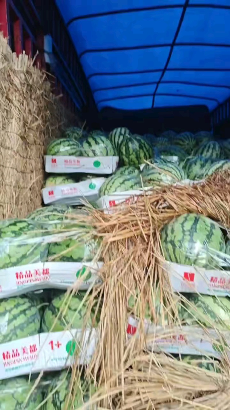 50亩美都西瓜发车，漂亮大瓜抓紧联系