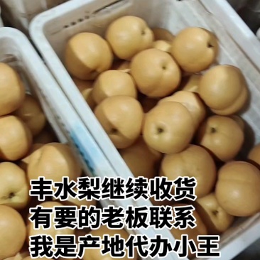 丰水梨大量上市，山东聊城万亩产区，对接各大平台