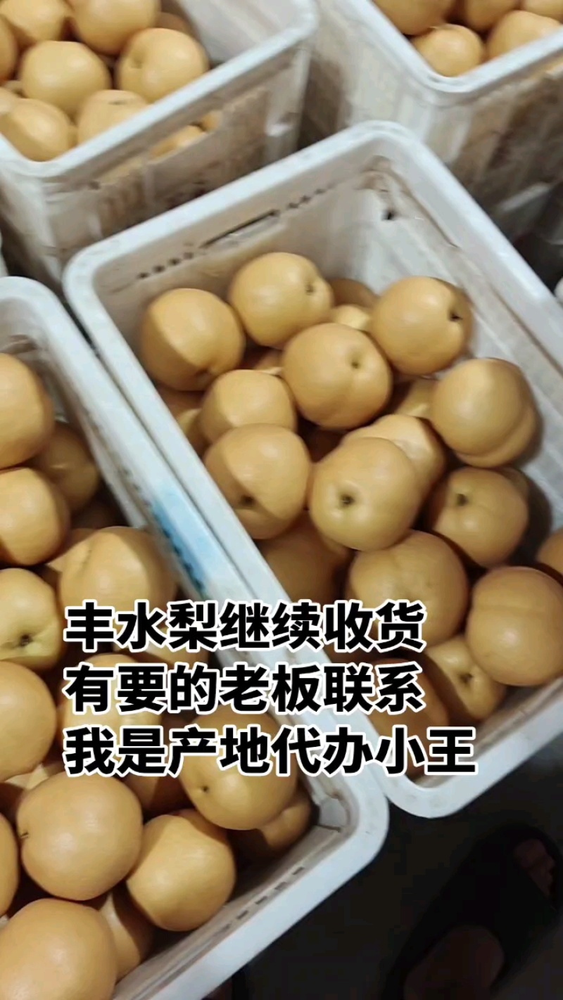 丰水梨大量上市，山东聊城万亩产区，对接各大平台