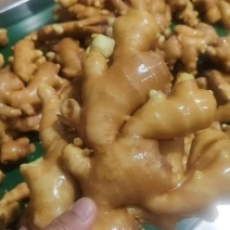 精品大黄姜产地货源【电商货市场】坏烂包赔。