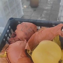 圆黄梨大量有货，质量好口感甜货源充足，产地直发