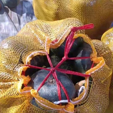 精品贝贝南瓜，颜色好口感好个头均匀