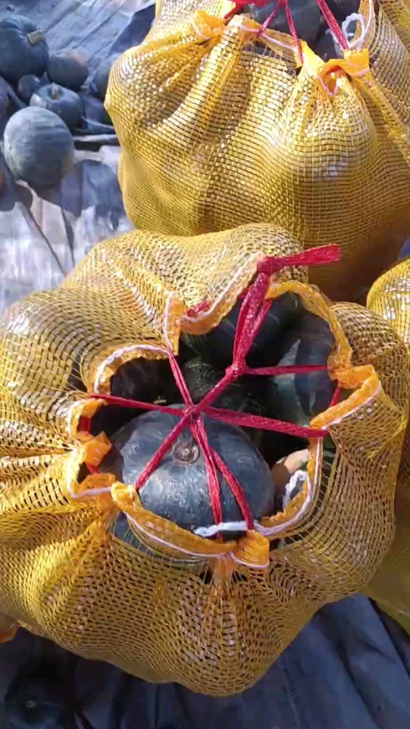 精品贝贝南瓜，颜色好口感好个头均匀