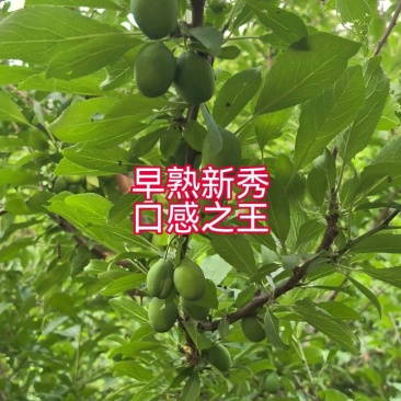塔尔玛西梅苗嫁接枝条一手货源自产自销